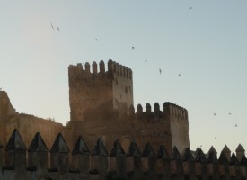 Birds over Fez