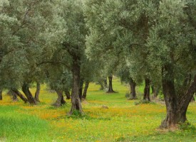 Olive trees & flowers