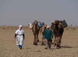 Sahara camel train