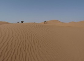 Sahara small trees