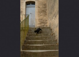 Stairs and cat